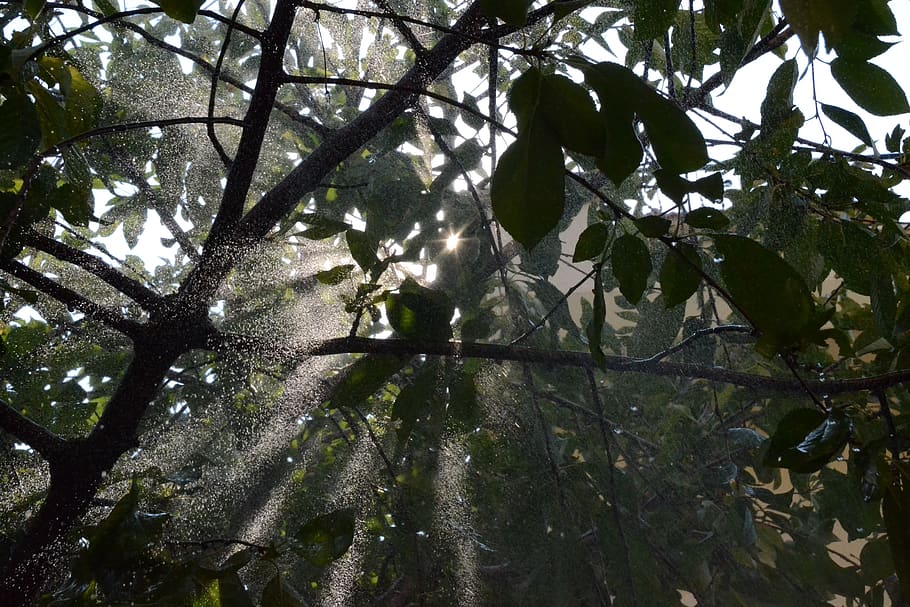 nature, light, trees, offer, light filtering, cherry, nikon HD wallpaper