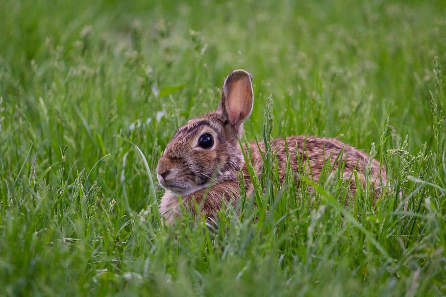 brown hare sitting on green grass at daytime, rabbit, bunny, mammal