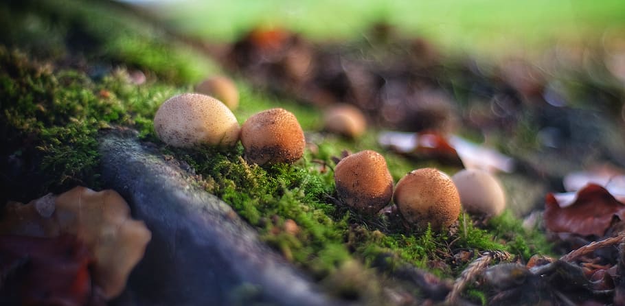 mushrooms, foliage, forest, warm, autumn, fall, winter, sunny HD wallpaper