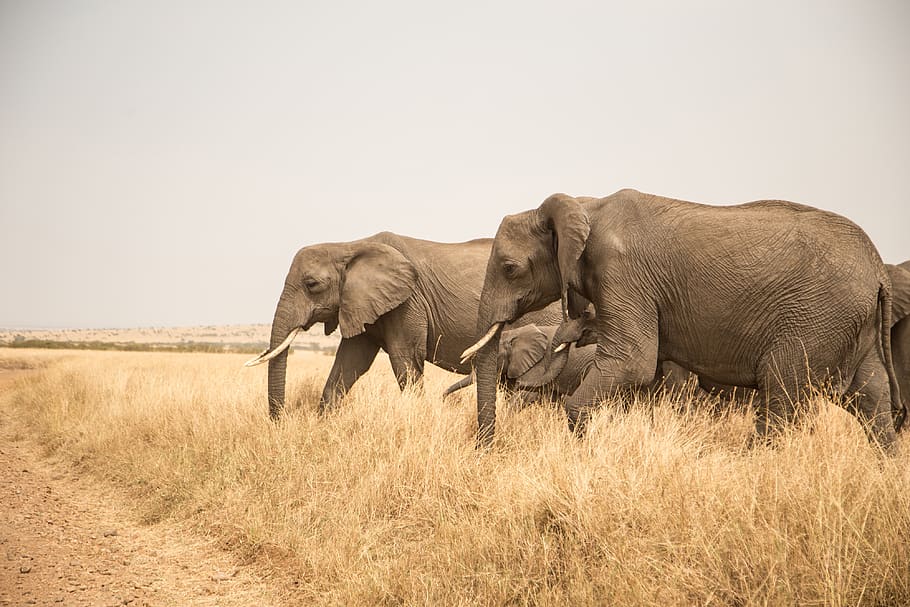 kenya, elephant, animal themes, animal wildlife, animals in the wild HD wallpaper