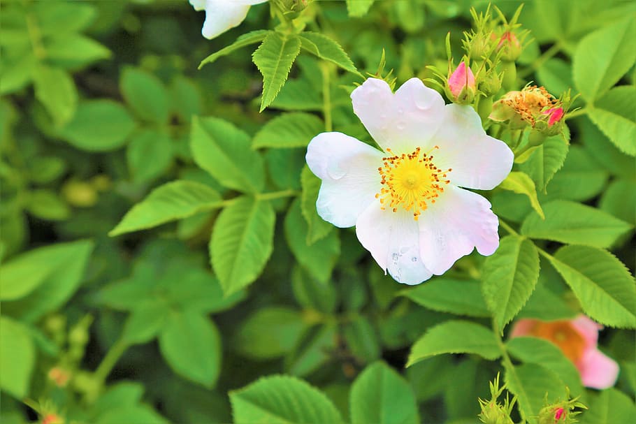 flower, plant, nature, spring, garden, the leaves are, green HD wallpaper