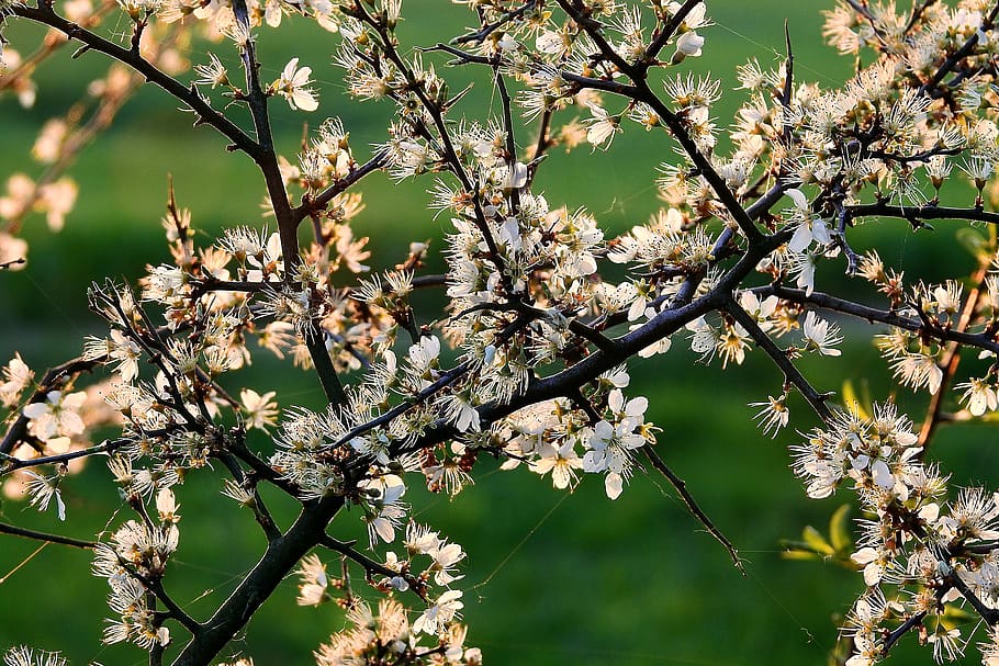 flourishing, tree, beauty, spring, plant, flowers, flowering plant HD wallpaper