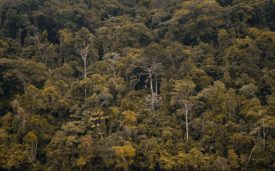 forest during daytime, vegetation, plant, rainforest, land, tree HD wallpaper