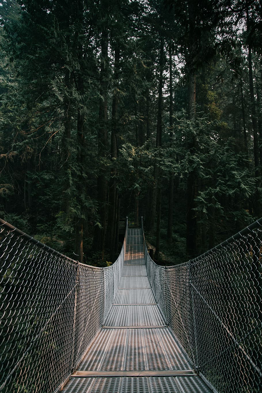 gray and brown hanging bridge on between trees at daytime, forest HD wallpaper