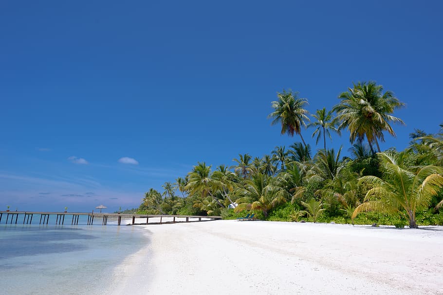 Brown Dock Near Coconut Trees, beach, daylight, landscape, nature HD wallpaper