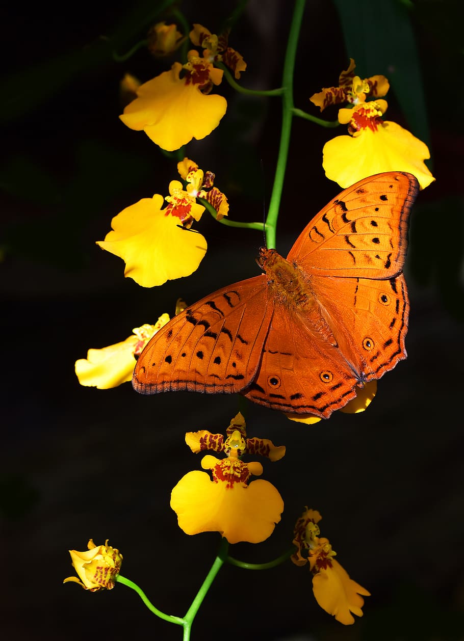 david clode, dancing lady, cruiser, flower, yellow, orchid HD wallpaper