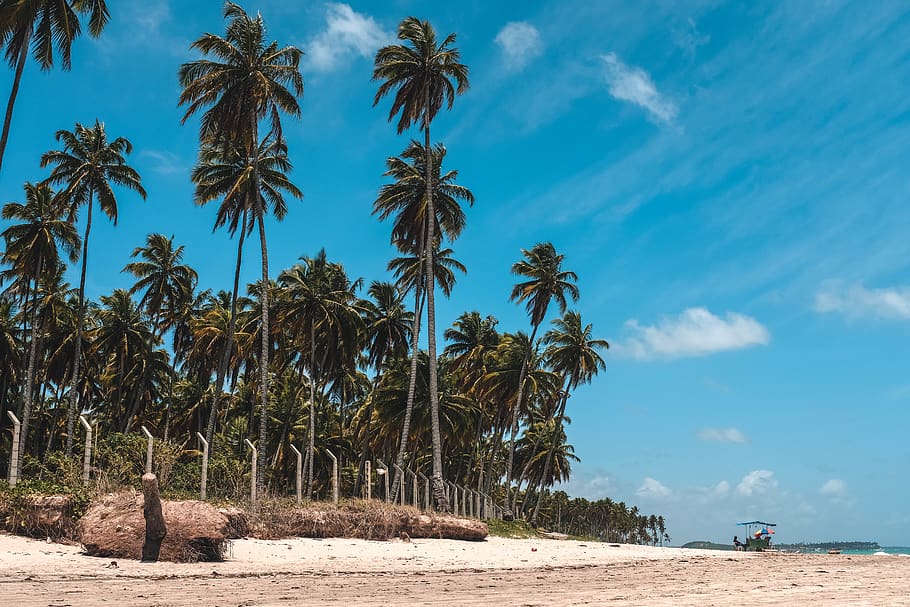 coconut tree in seashore, summer, tropical, nature, human, person HD wallpaper