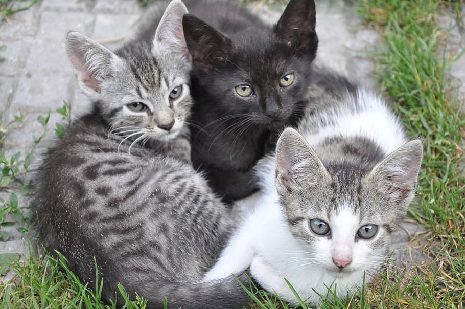 animal, cute, cat, pet, kitten, group of animals, animal themes HD wallpaper