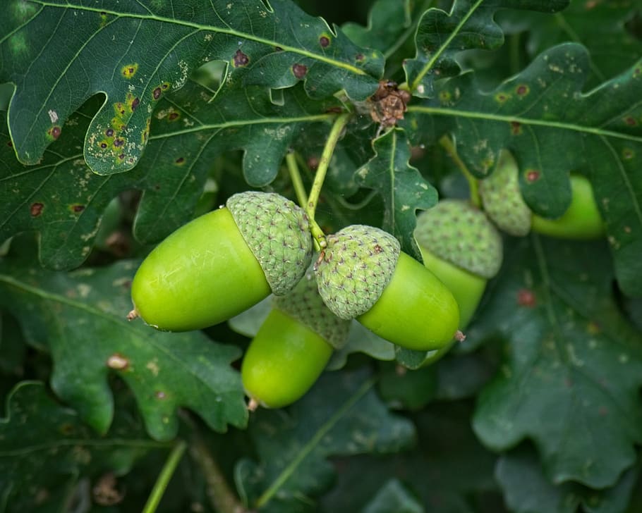 acorn, green, fruit, oak, leaves, branch, oak leaves, acorns HD wallpaper