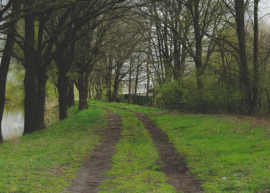 path, track, tree, trees, lake, water, fance, trainrails, grass HD wallpaper