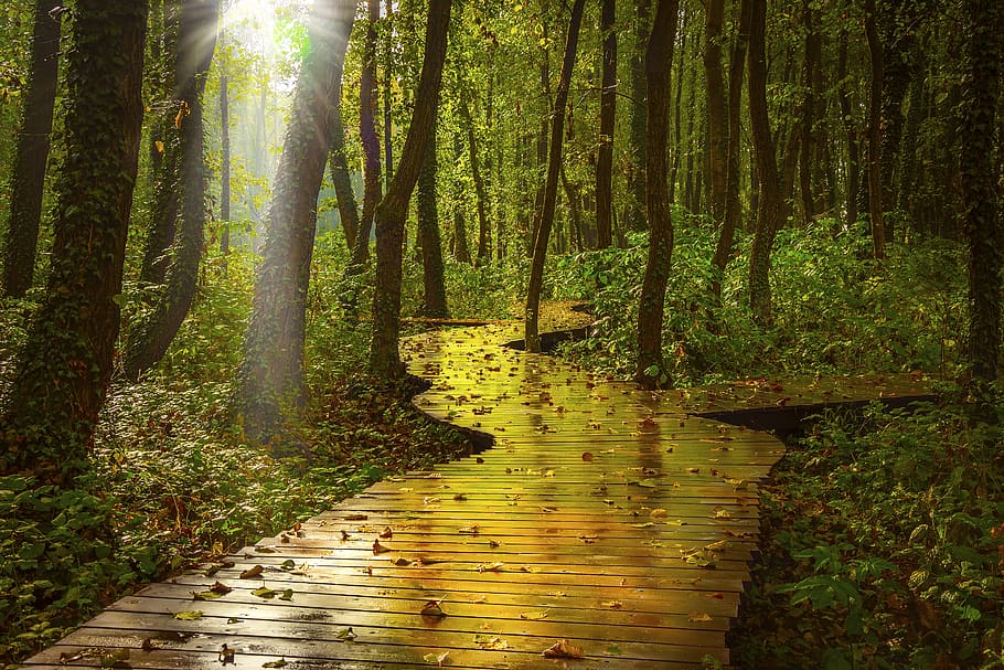 forest, forest road, trees, nature, green, sunlight, sunshine HD wallpaper