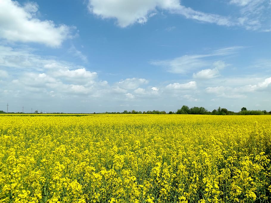rape, field, yellow, plants, flower, beauty in nature, agriculture HD wallpaper