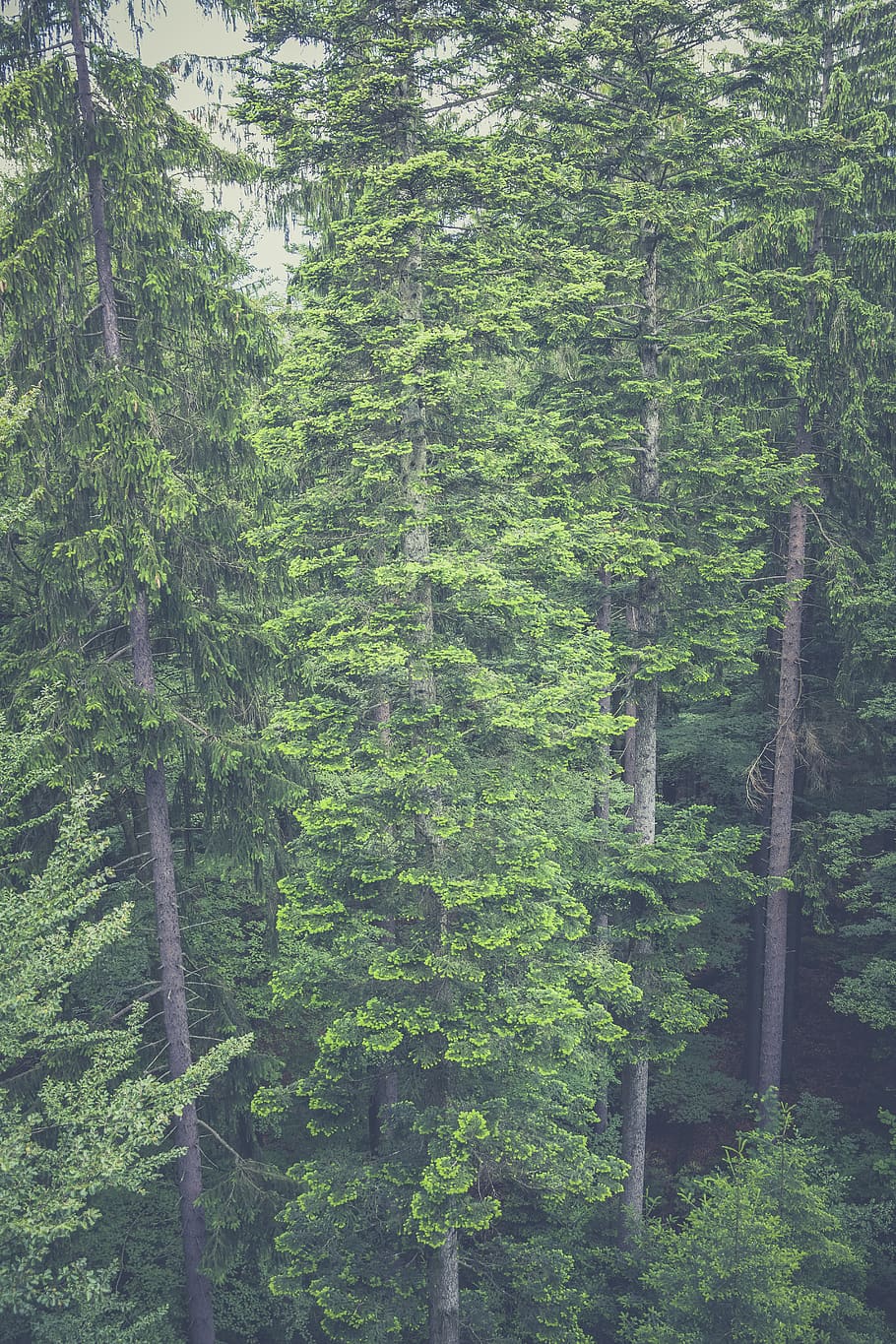 Aerial View of Tall Trees in the Woods, forest, nature, plant HD wallpaper