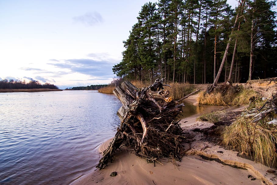 nature, river, beach, trees, landscape, autumn, plant, water HD wallpaper