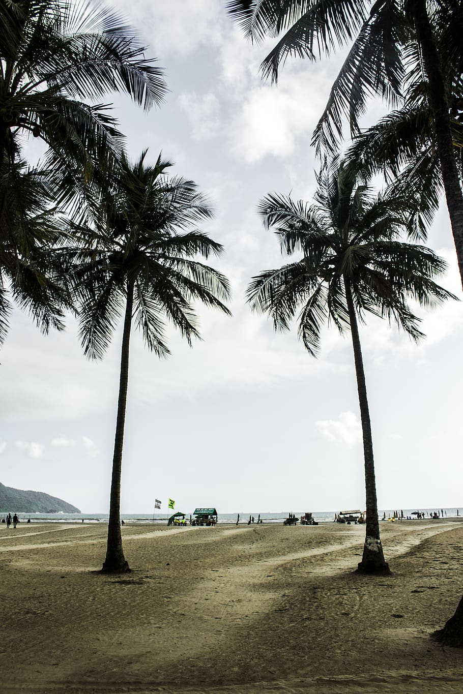 Palm Trees Near Shore, beach, coconut trees, landscape, nature HD wallpaper