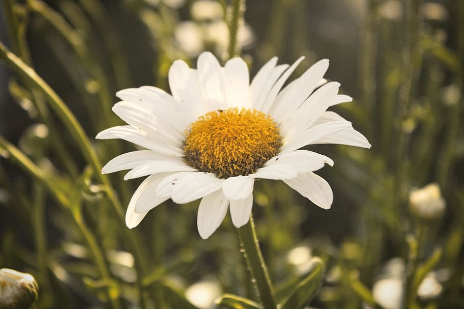 White Daisy Flower Selective Focus Photography, background, bloom HD wallpaper