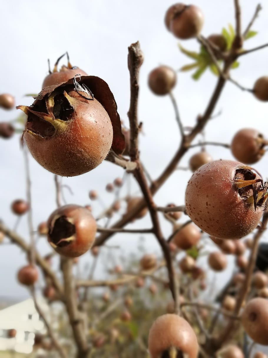 fruit, tree, autumn, plant, medlar, healthy eating, food and drink HD wallpaper