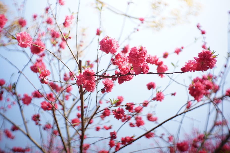 flower, ching ming, spring, nature, cherry wood, outing, plant HD wallpaper
