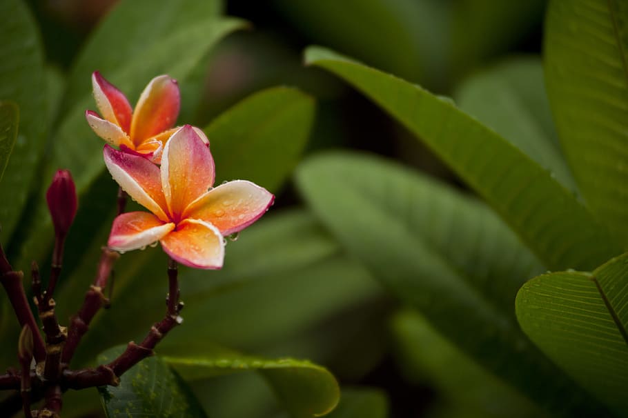Close-Up Photography of Flowerrs, beautiful, bloom, blooming HD wallpaper