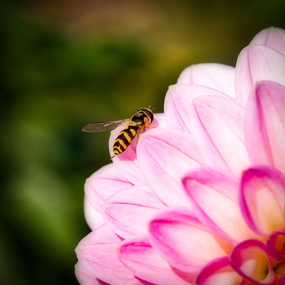 hover fly, blossom, bloom, dahlia, insect, close up, macro, HD wallpaper