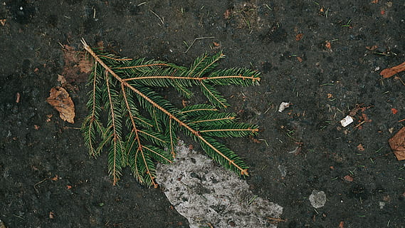 plant, leaf, ground, tree, fish, animal, conifer, soil, flower HD wallpaper