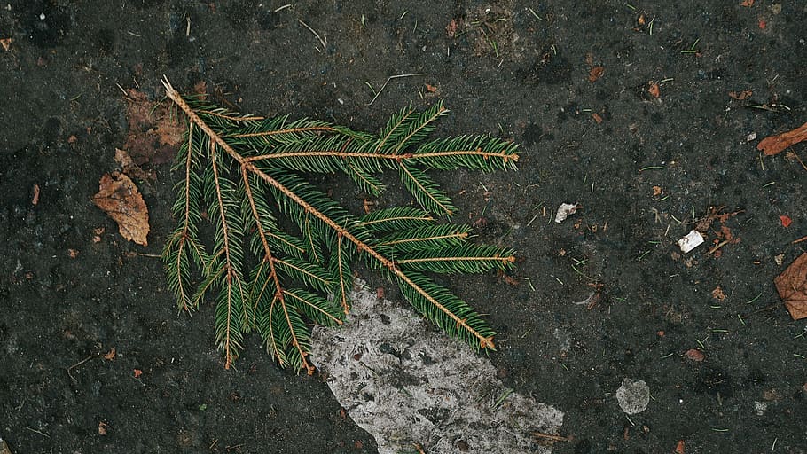 plant, leaf, ground, tree, fish, animal, conifer, soil, flower HD wallpaper