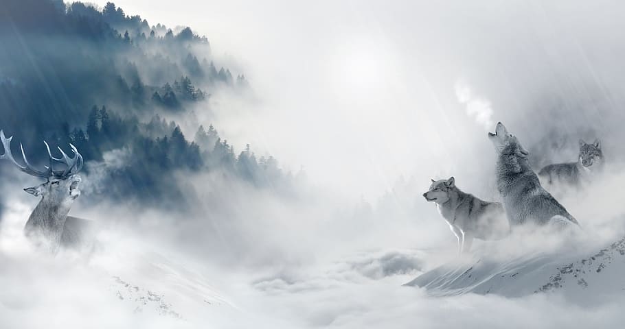 pack, wolf, wolves, animal, wild, winter, ice, snow, cloud - sky