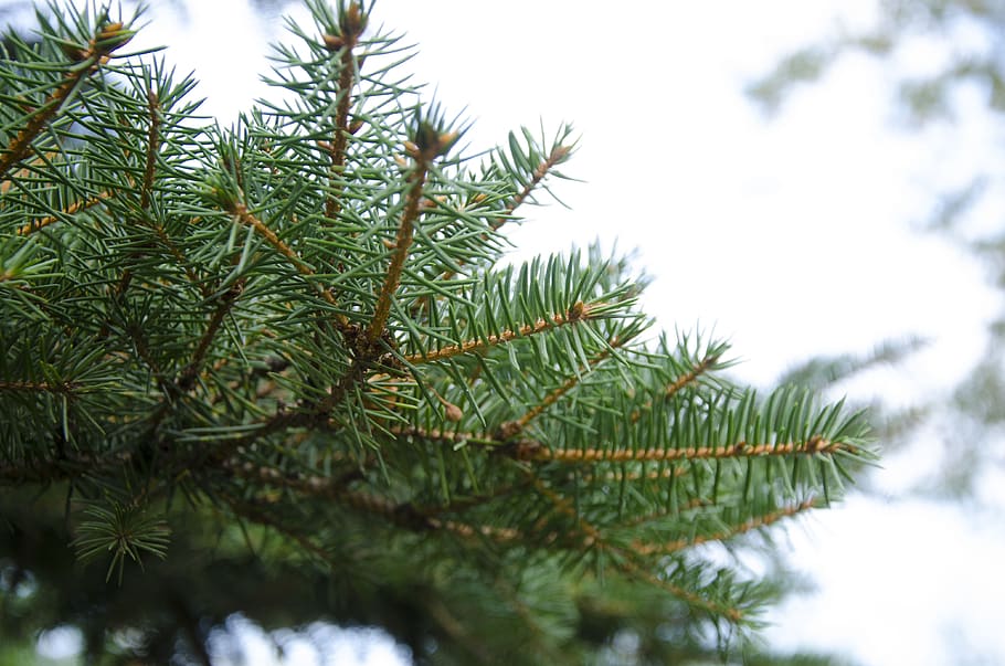 fur tree, spruce, green, plant, growth, green color, pine tree HD wallpaper