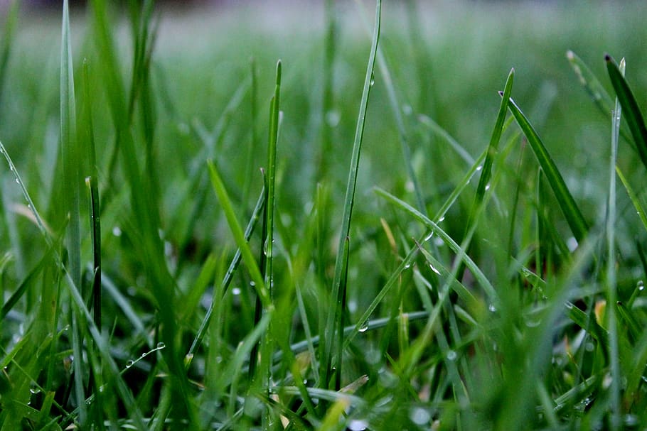close-up, backround, textures, wallpaper, green, raindrops HD wallpaper