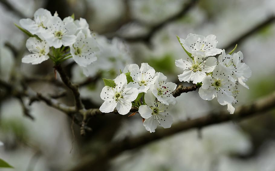 white, flowering tree, spring, botanical, plant, flowering plant HD wallpaper