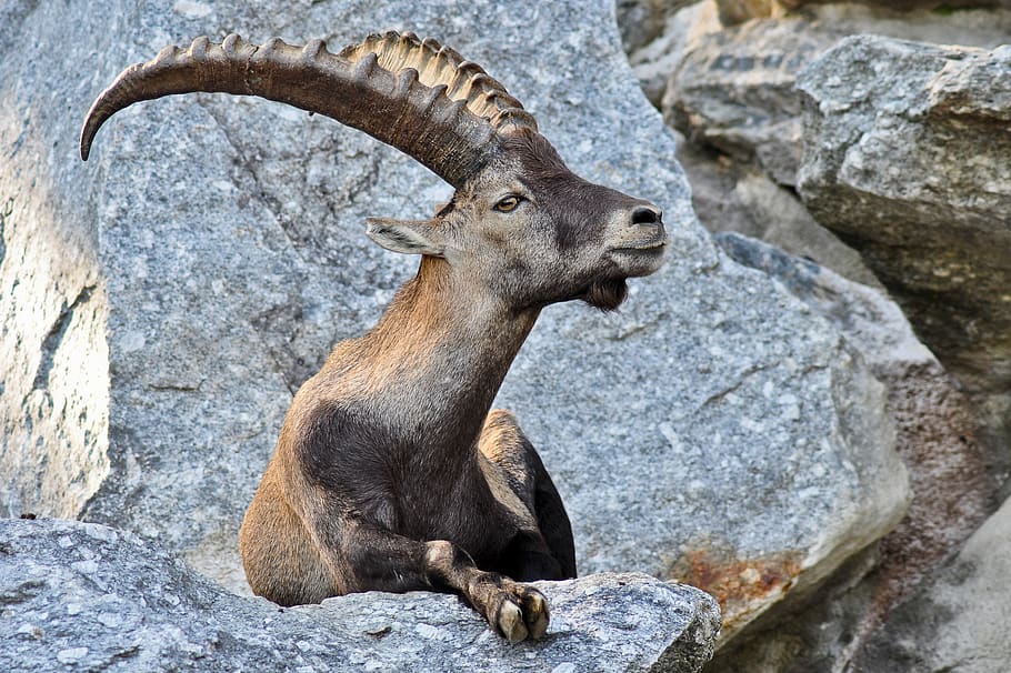 gray antelope, animal themes, mammal, animal wildlife, solid HD wallpaper