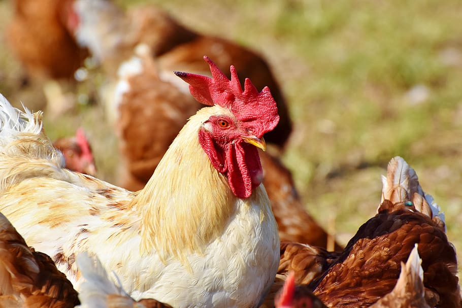 hahn, chickens, poultry, cockscomb, gockel, bill, livestock HD wallpaper