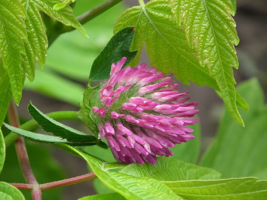 Green Leaf and Pink Unbloom Petal, flora, flower, nature, plant HD wallpaper
