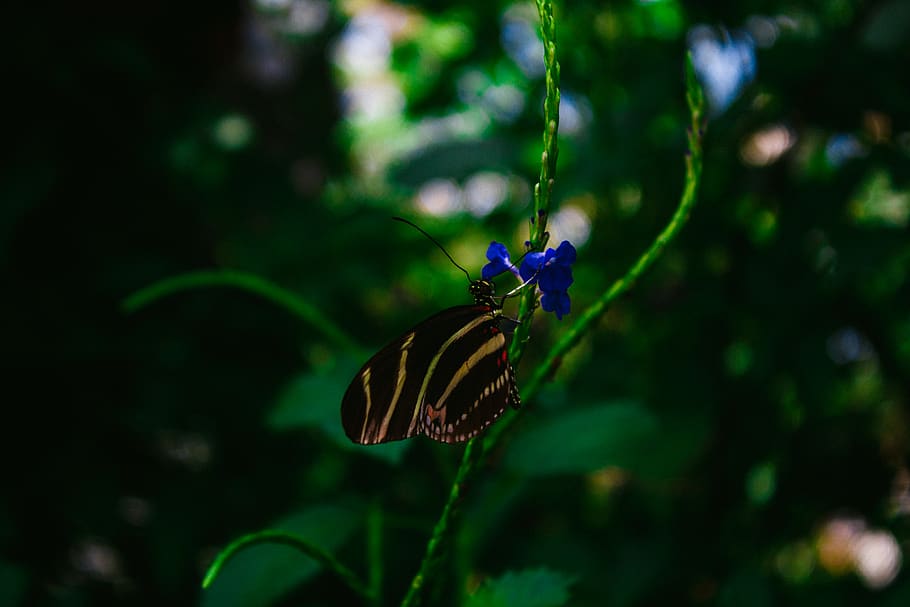 forest, butterfly, nature, summer, leaf, flower, animal wildlife HD wallpaper