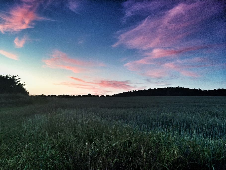 germany, erkerode, am hohen kamp 12, field, trees, view, sky HD wallpaper