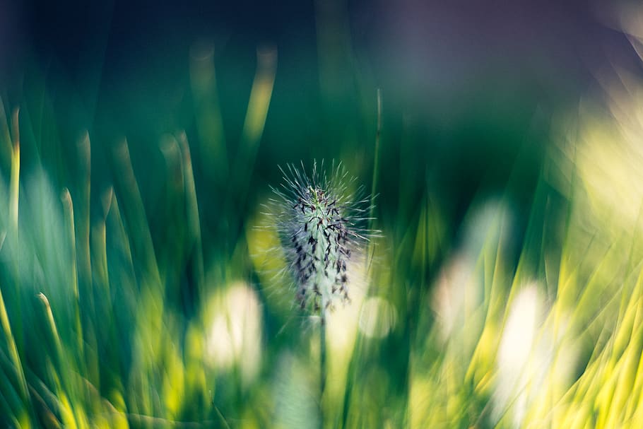 grass, green, bokeh, vibrant, plant, growth, flower, flowering plant HD wallpaper