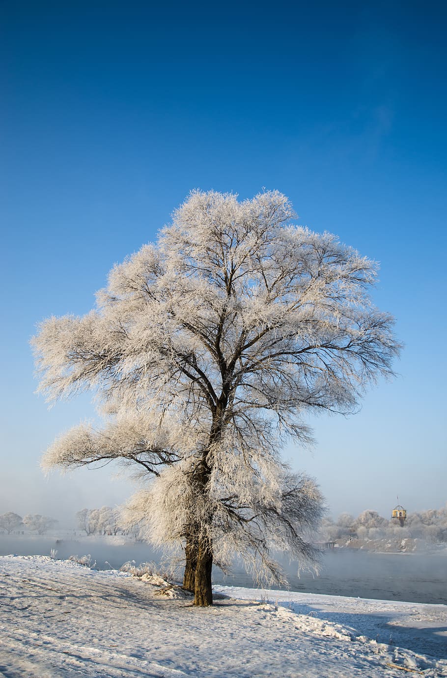 White-leafed Tree Beside Body of Water, cold, daylight, zing HD wallpaper