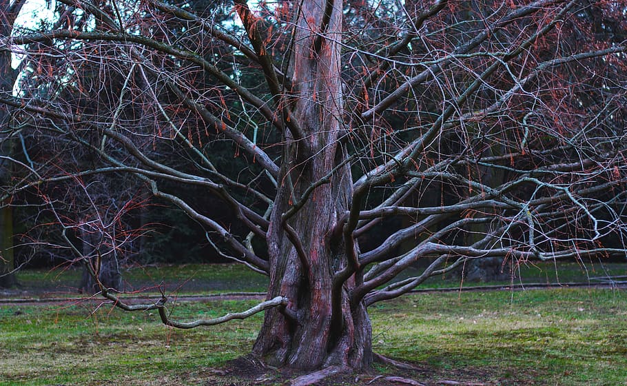tree, branch, aesthetic, branches, nature, botany, exotic, especially HD wallpaper