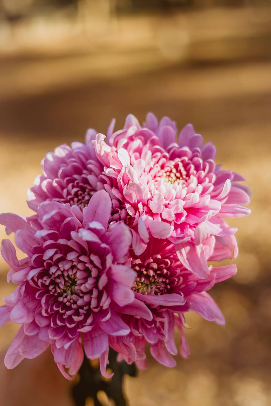 pink clustered flowers, plant, blossom, dahlia, peony, flower arrangement HD wallpaper