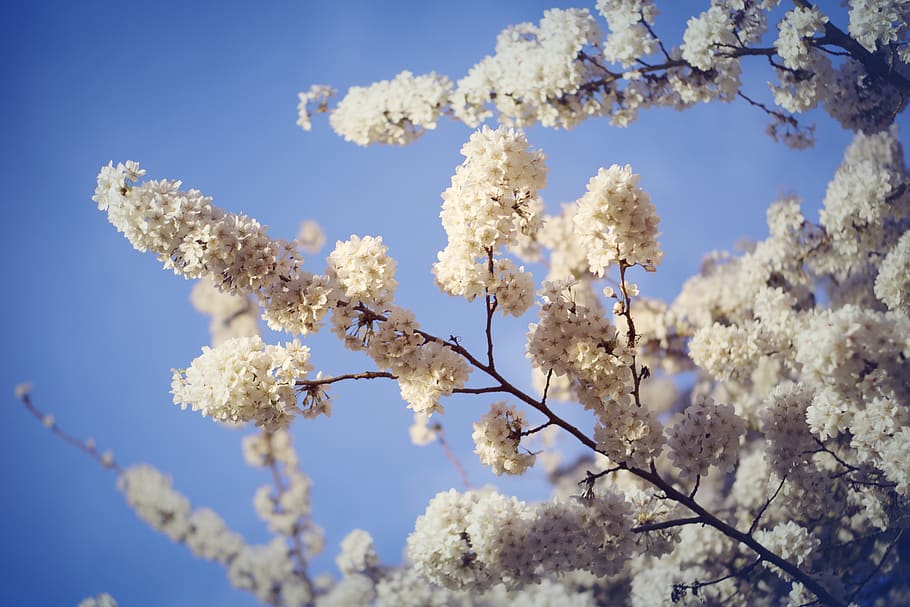 white flowering trees during daytime, plant, blossom, cherry blossom HD wallpaper