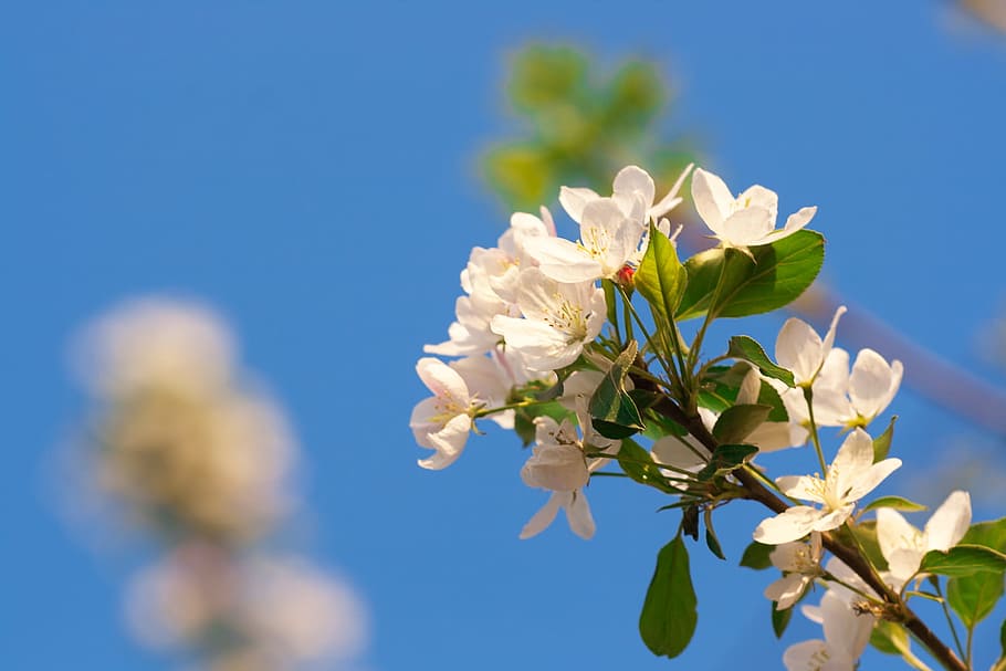 tree, spring, blossom, blooming, natural, day, flower, flowers HD wallpaper