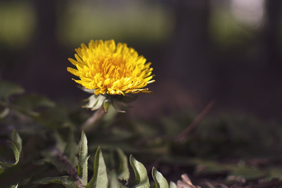 dandelion, flower, vegetable, nature, flora, flowers, grass HD wallpaper