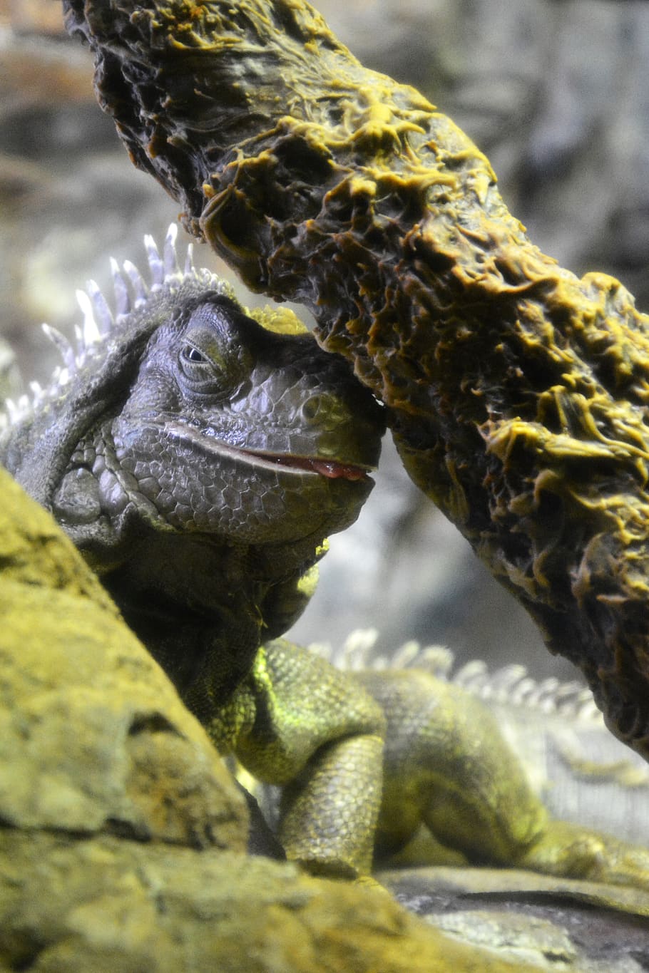 lizard, iguana, reptile, animal, one animal, animal themes HD wallpaper