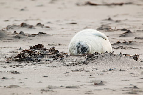 robbe, grey seal, helgoland, dune, sand, beach, nature, animal HD wallpaper