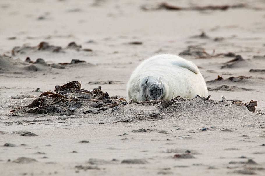 robbe, grey seal, helgoland, dune, sand, beach, nature, animal HD wallpaper