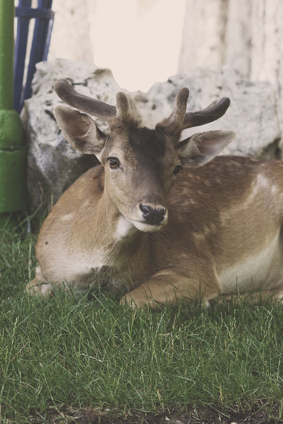 deer, wild, animal, animal themes, grass, plant, mammal, field HD wallpaper