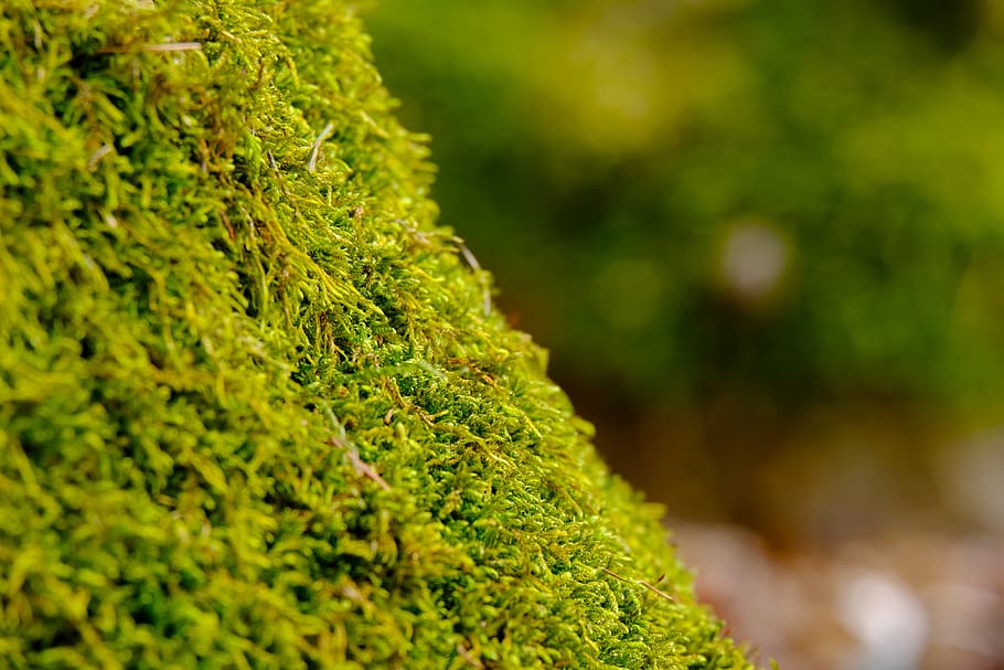 moss, nature, forest, log, green, tribe, green color, growth HD wallpaper