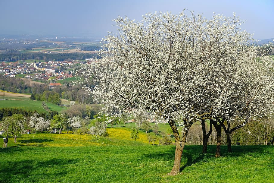 nature, landscape, spring, blossom, pear blossom, plant, tree HD wallpaper