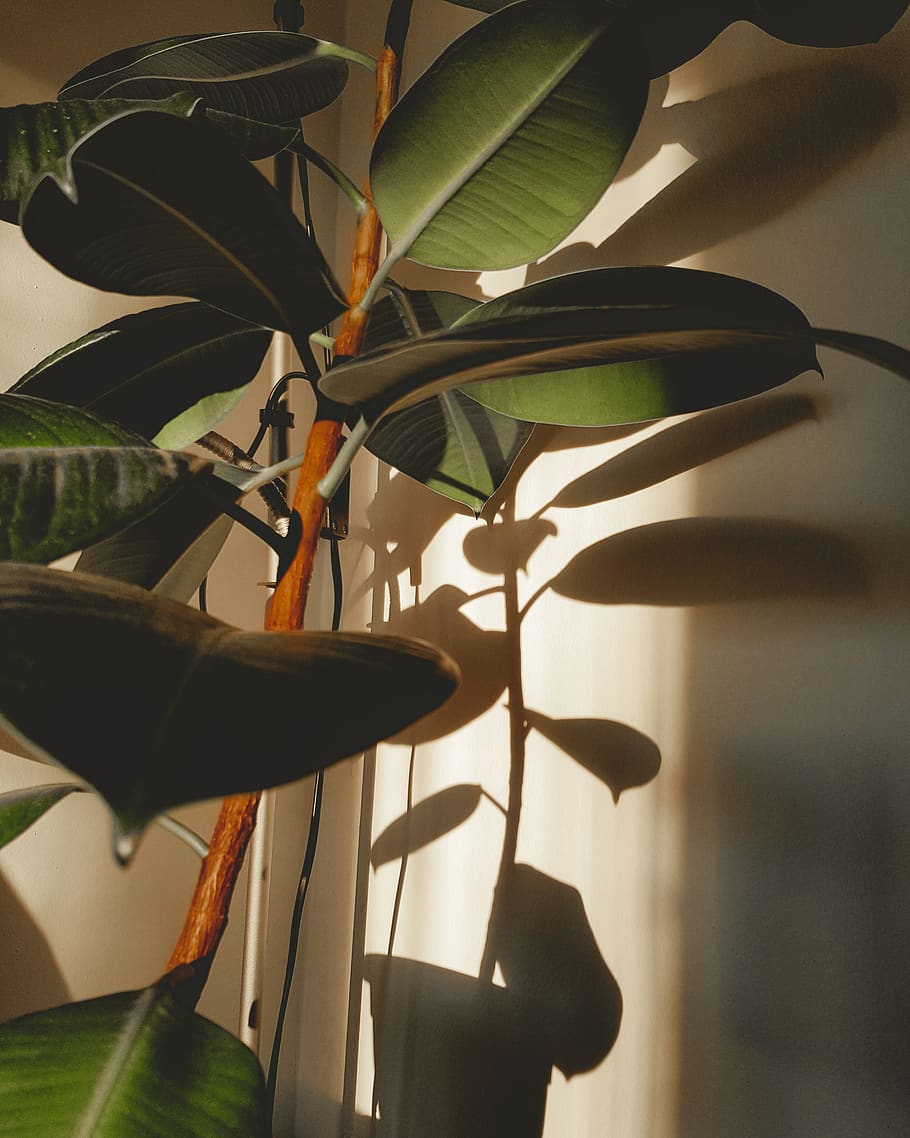 plant, leaf, lamp, flower, blossom, home decor, araceae, linen HD wallpaper