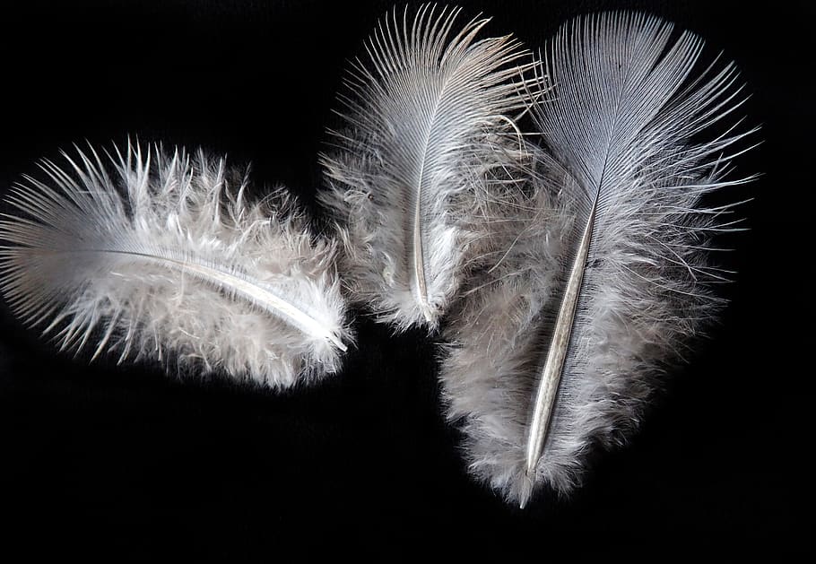 feathers, fluffy, bird, plumage, nature, black background, no people HD wallpaper